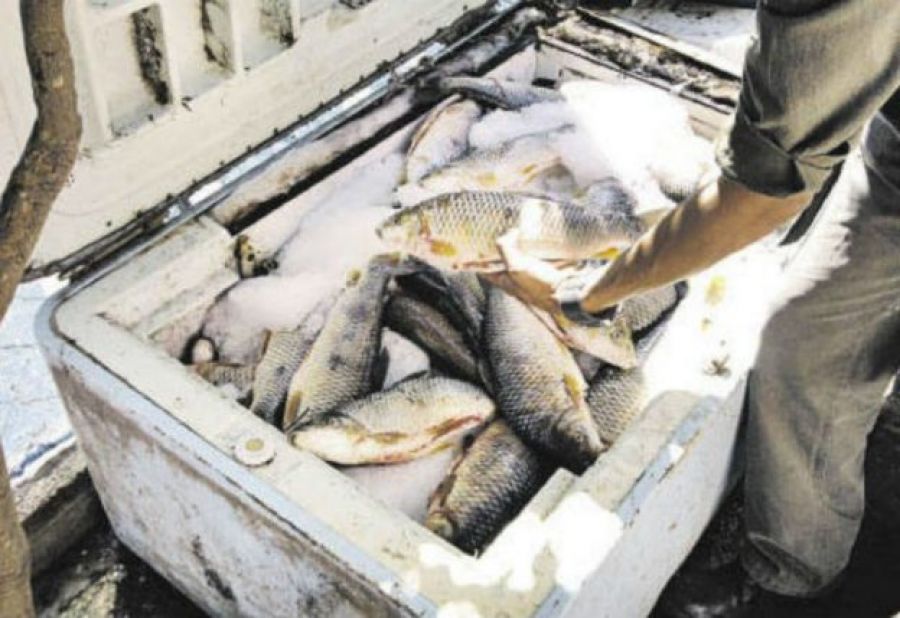 Pescados 