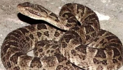 yarara