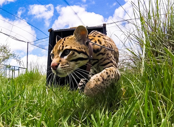 ocelote