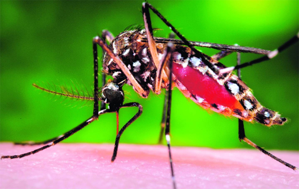 dengue