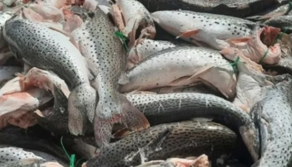 pesca