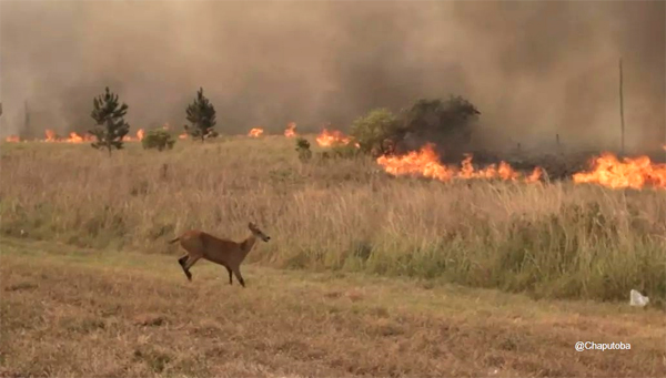 incendios