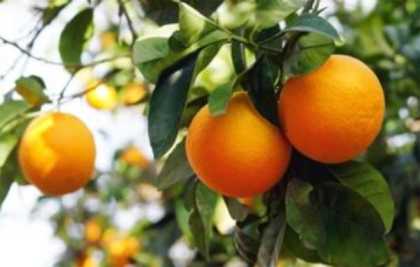 NARANJAS