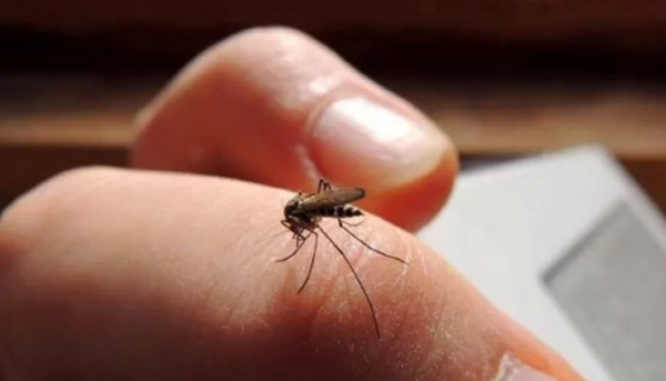 dengue