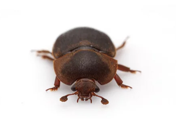 escarabjo