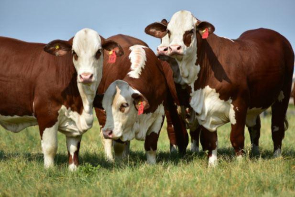 vaca