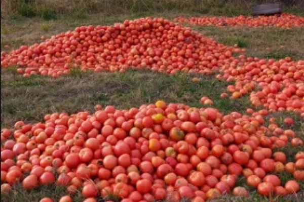 TOMATES