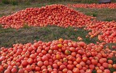 TOMATES