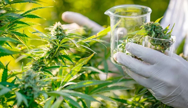 CANNABIS