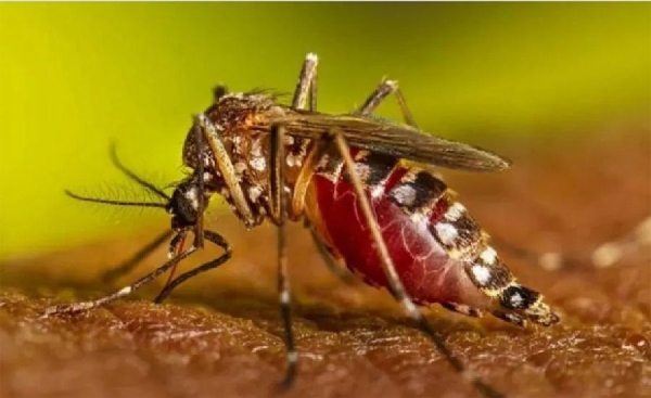Dengue