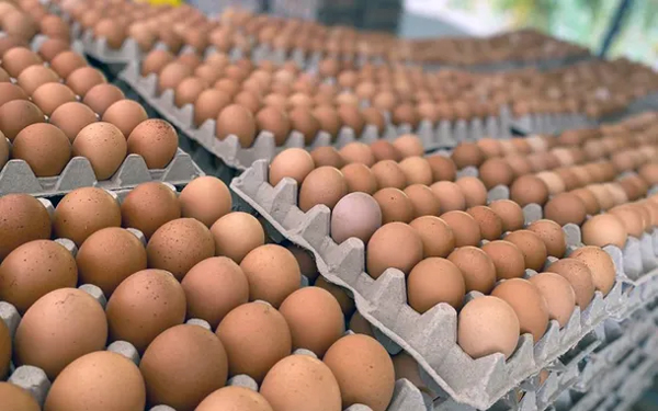 huevos