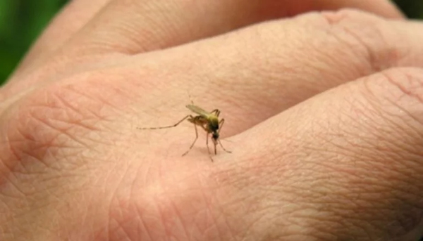 dengue