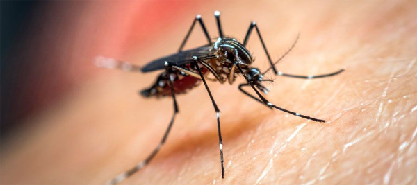 Dengue