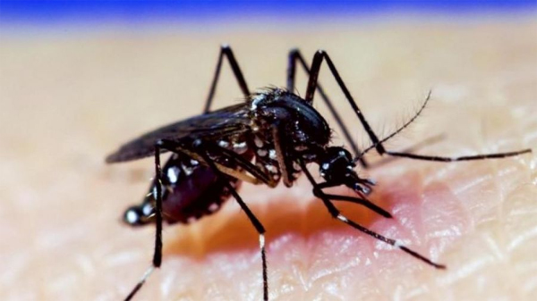 DENGUE
