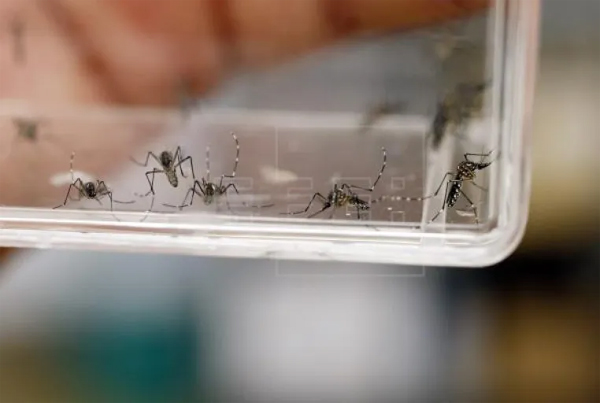  Dengue y Chikungunya