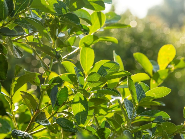Yerba Mate