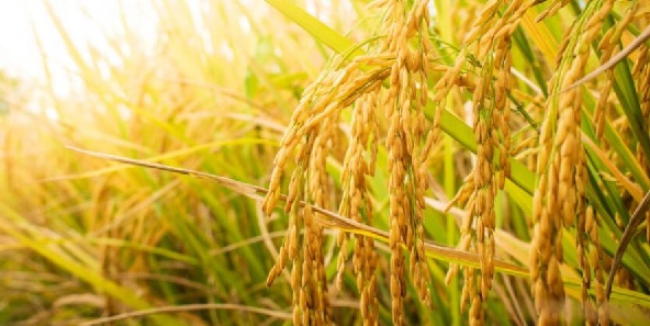 Arroz, tabaco, industria forestal