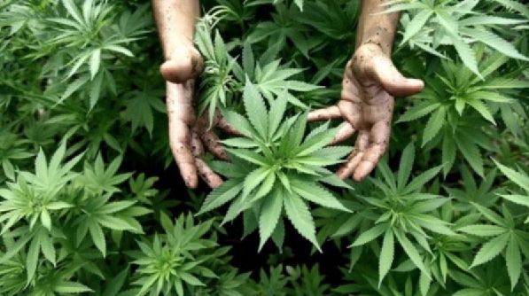 cannabis