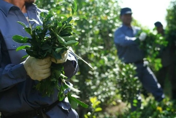 YERBA