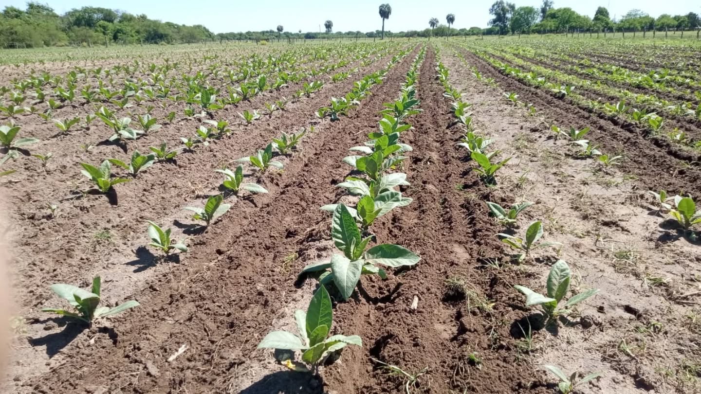 EL IPT INICIA LA ENTREGA DE INSUMOS A PRODUCTORES TABACALEROS