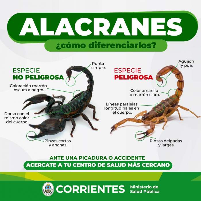 TODO LO QUE TENÉS QUE SABER  Temporada de alacranes: qué tengo que hacer si me pica uno.