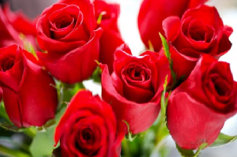 Día de la Madre 2025: cinco opciones de flores para regalarle a mamá y su significado