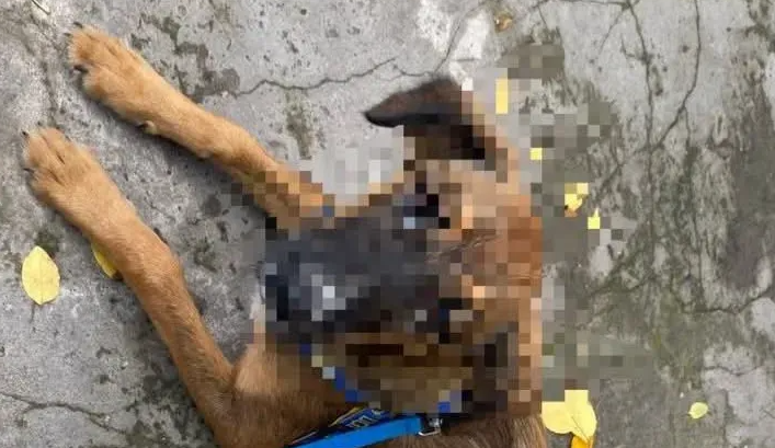 GOYA: CASO DE ZOOFILIA Y EXHIBICIONISMO OBSCENO