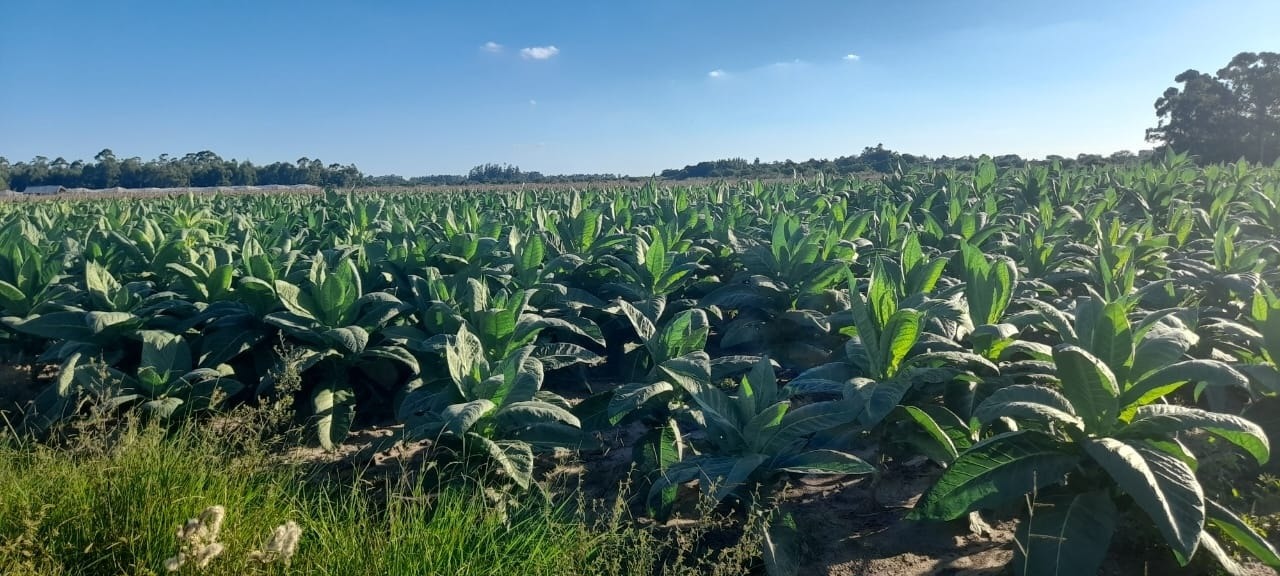 Reconversión productiva: Nación firmó resolución autorizando el desembolso de 500 millones para tabacaleros