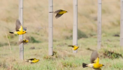 Desaparecieron dos poblaciones de aves emblemáticas de los pastizales del Iberá