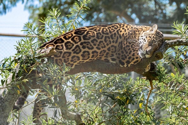 En Uruguay consideran histórico el traslado de una yaguareté a Corrientes y esperan profundizar vínculos