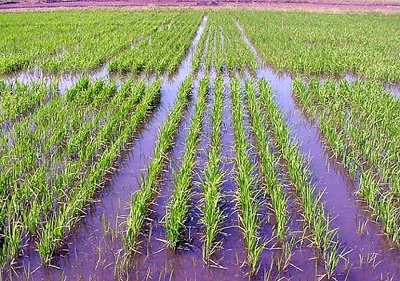 Estiman pérdida de más de 250 mil toneladas de arroz