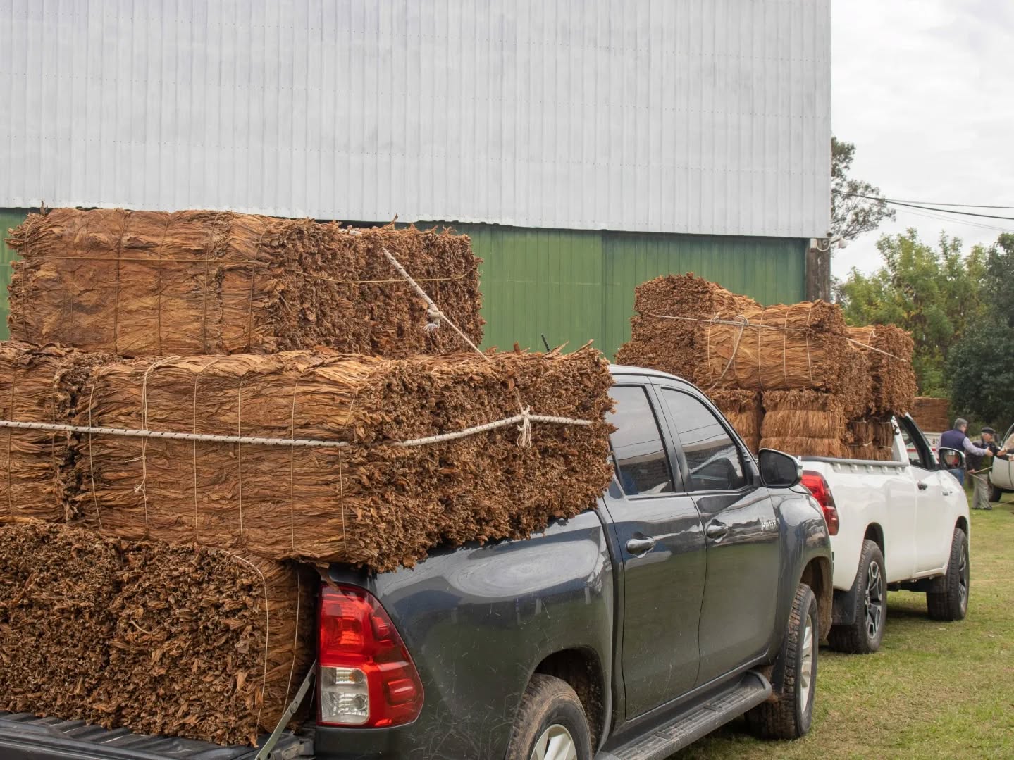 IPT INFORMA PAGO DE SOBREPRECIO POR ACOPIO DE TABACO CRIOLLO CORRENTINO