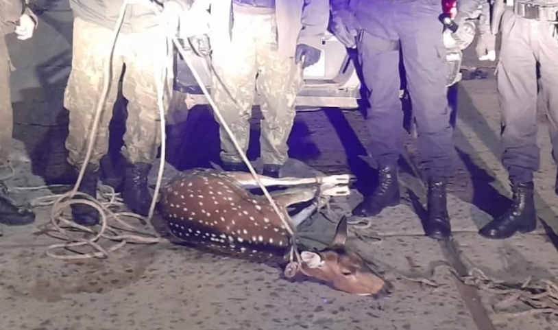 CAPTURARON A CIERVO AXIS QUE DEAMBULABA POR LAS CALLES DE GOYA