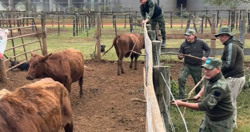 Falsa denuncia: fingió el robo de 150 vacas para tapar un millonario contrabando de ganado