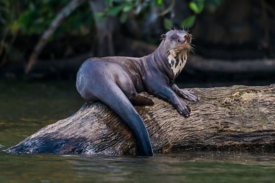 Llega un nuevo ejemplar para el proyecto de reintroducción de nutria gigante en Iberá