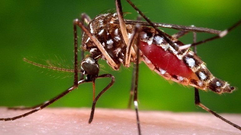  ALERTA EN LATINOAMÉRICA POR UN VIRUS POCO CONOCIDO QUE SE CONTAGIA POR LA PICADURA DE MOSQUITOS