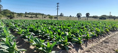 Nación transfirió $209 millones a tabacaleros de Corrientes