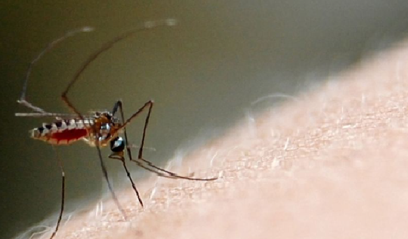 Dengue en Corrientes: activan protocolo sanitario en el interior tras seis casos sospechosos