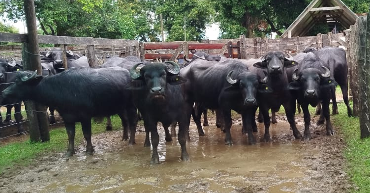 Récord en corrales y una fiesta para la potencia del búfalo en Caá Catí