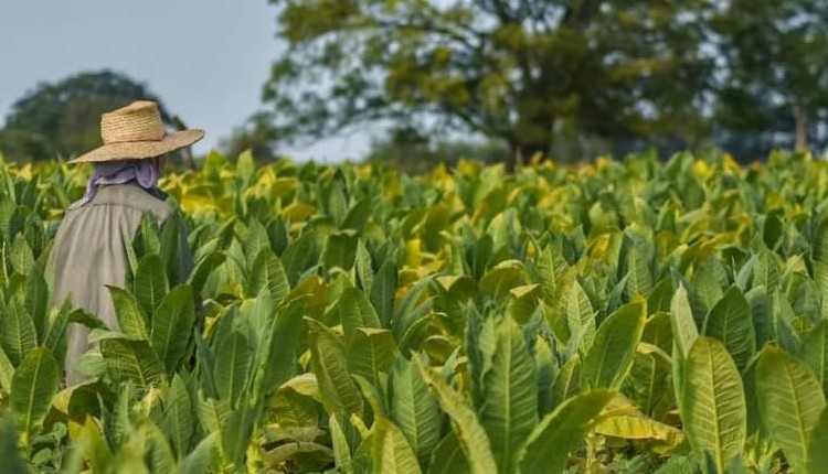 NACIÓN REMITIÓ FONDOS PARA PAGO A PRODUCTORES TABACALEROS