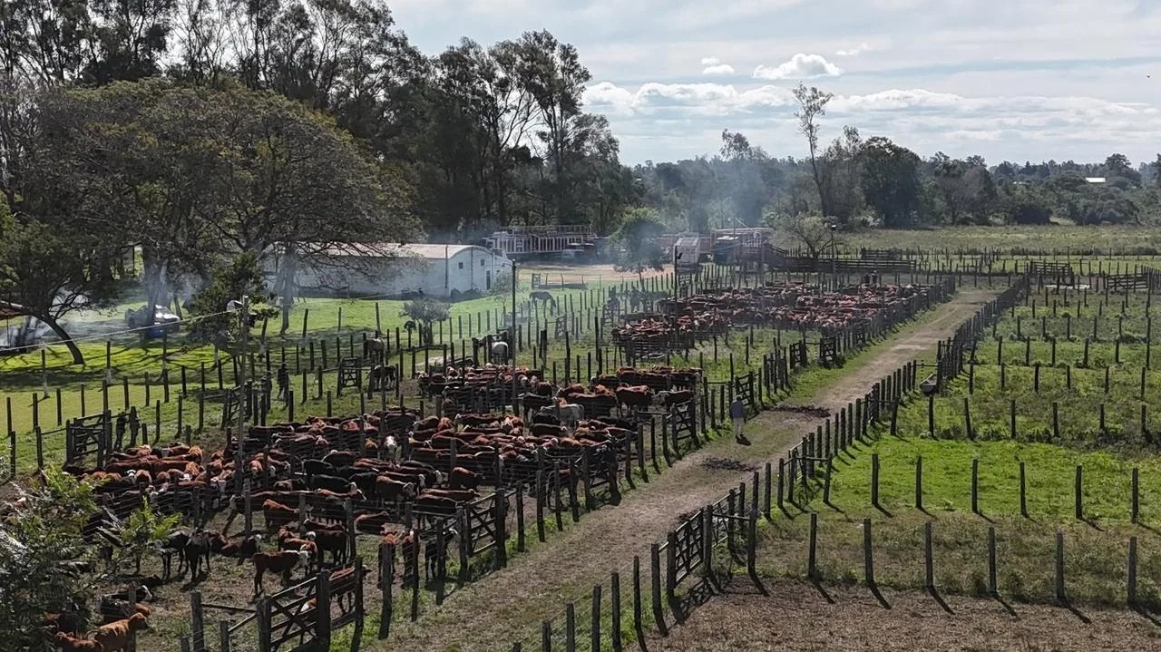  REMATE GANADERO SUPERÓ LAS EXPECTATIVAS Y LOS PRODUCTORES CELEBRARON LA VENTA EN GOYA