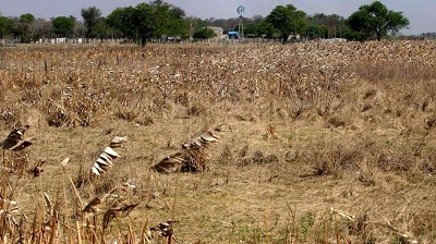Recomiendan a la provincia que declare la emergencia agropecuaria por sequía  Tras analizar el impacto que han tenido la falta de precipitaciones y las altas temperaturas en la producción santafesina, la Comisión Provincial de Emergencia Agropecuaria le recomendó al Gobierno que declare el estado de emergencia en todo su territorio "desde el 1 de enero hasta el 30 de junio de 2022".  La Comisión Provincial de Emergencia Agropecuaria le recomendó al Gobierno de Santa Fe que declare el estado de emergencia en todo su territorio "para todas las producciones agropecuarias desde el 1 de enero hasta el 30 de junio de 2022", a causa de la sequía que viene golpeando a las producciones del sector. Además, la comisión sugirió "solicitar la homologación de la misma en la Comisión Nacional de Emergencia y Desastres Agropecuarios, que se reunirá el 21 de enero". La conclusión del encuentro encabezado el lunes por el ministro de Producción, Ciencia y Tecnología, Daniel Costamagna, se dio tras analizar el impacto que han tenido la falta de precipitaciones y las altas temperaturas en la producción santafesina. “Estamos proponiendo la emergencia agropecuaria para toda la provincia de Santa Fe, lo cual no quiere decir que todos los productores estén en emergencia. A través de un mecanismo digitalizado, se hará la presentación de las declaraciones juradas para la emisión de los certificados", explicó Costamagna. Además, señaló que "se trabajará junto a las agencias y asociaciones para el desarrollo con el objetivo de que los recursos del Fondo Nacional para la Mitigación de Emergencias y Desastres Agropecuarios que lleguen a la provincia de Santa Fe puedan alcanzar de una manera muy rápida y expeditiva a los productores que lo necesitan”. Por otro lado, el funcionario provincial adelantó que se estimulará la siembra de maíz “porque es un insumo que va a faltar, que va a tener un precio muy alto y que va a dificultar las producciones lecheras y ganaderas”. Por su parte, el vicepresidente de Federación Agraria Argentina, Marcelo Bianchi, dijo esperar "que se cumplan los pronósticos de lluvia de esta semana, porque si no en siete días vamos a tener que volver a sentarnos para hablar ya no de emergencia sino de desastre”. En tanto, el vicepresidente segundo de la Sociedad Rural de Santa Fe, Guillermo Cullen, explicó que "desde esta Comisión asesoramos al Ejecutivo y le recomendamos declarar la emergencia", con lo cual "a nivel provincial tendríamos el diferimiento del pago del impuesto inmobiliario y la condonación en zonas de desastre, y en el plano nacional pueden prorrogarse pagos de impuestos, cuotas crediticias, entre otros paliativos”.