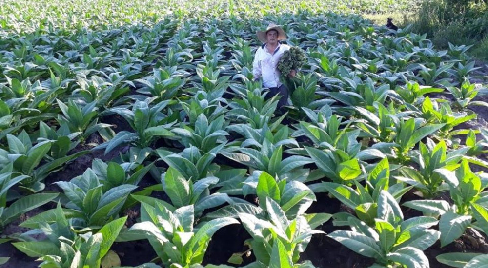 APRUEBAN FONDOS PARA COMENZAR A SALDAR LO ADEUDADO POR SOBREPRECIO DE TABACO CAMPAÑA 2025