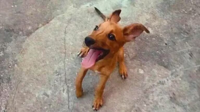 SIMBA, EL PERRO ABANDONADO QUE RECORRÍA LAS CALLES DE CUBA CON UNA FRACTURA EN LA PATA Y SU CAMINO A LA RECUPERACIÓN