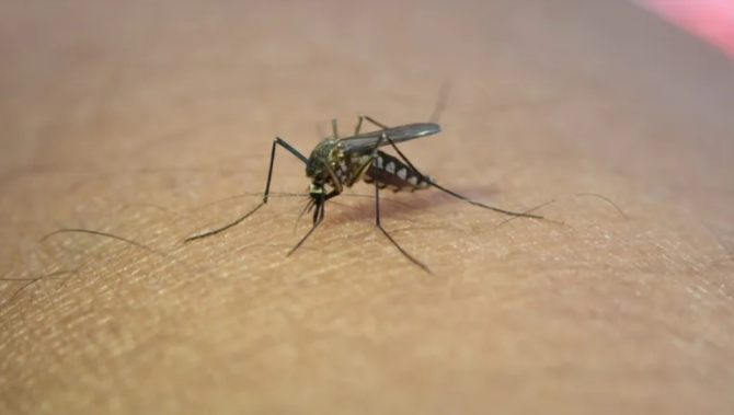 Dengue en Santa Fe: aumentaron un 112% los casos en una semana y suman 1.269 en un año