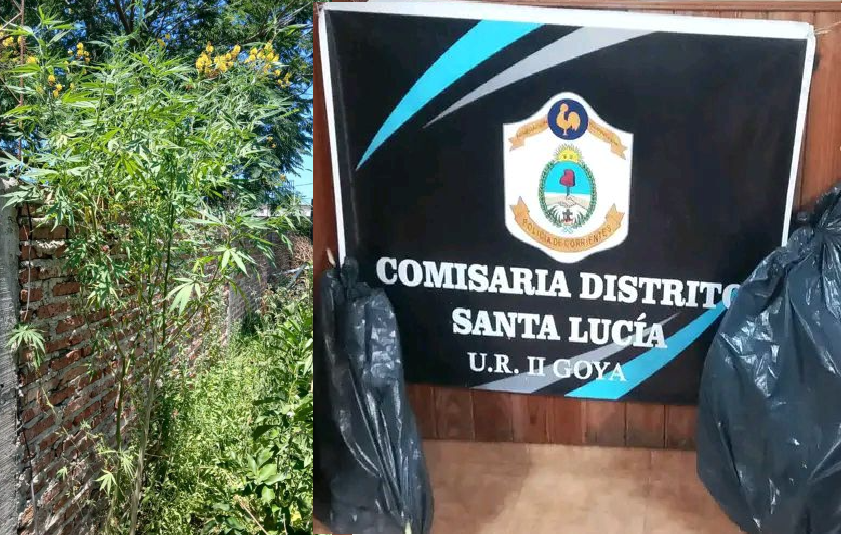SANTA LUCÍA: EFECTIVOS INCAUTAN DOS PLANTAS DE CANNABIS SATIVA DE GRAN PORTE