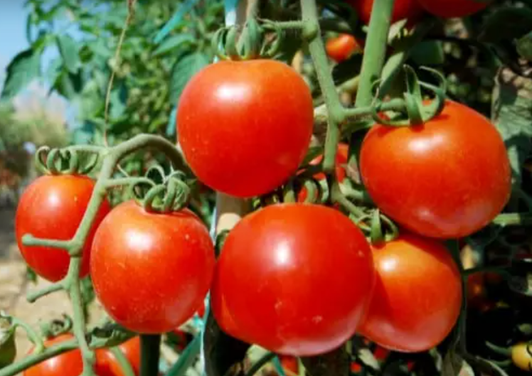 Productores de tomate en Corrientes atraviesan grave crisis económica