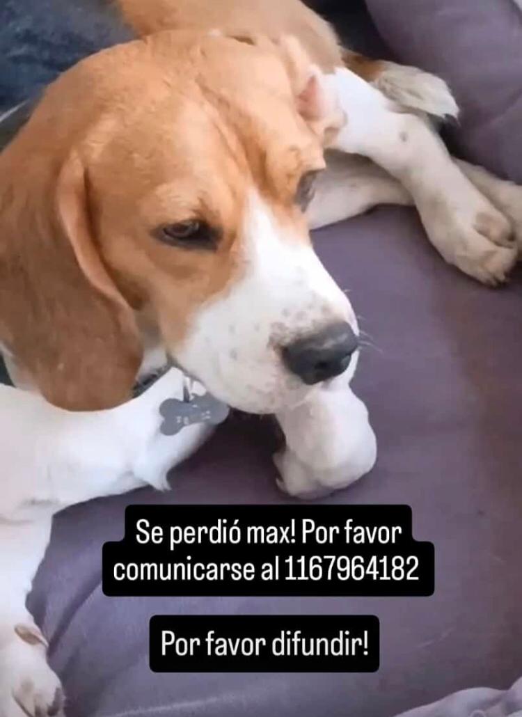 Perrito perdido: ¡Ayudanos a encontrar a Max!