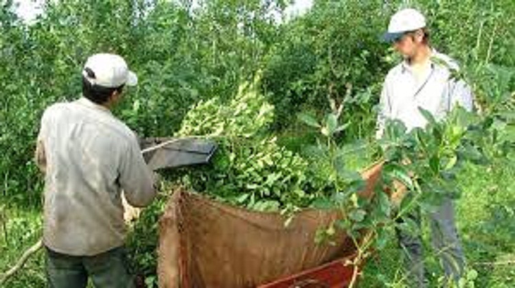 LOS PRODUCTORES YERBATEROS PERDIERON US$ 220 MILLONES DESDE NOVIEMBRE