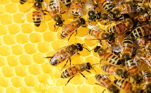 CARTAS DEL LECTOR: Cuidemos las Abejas.